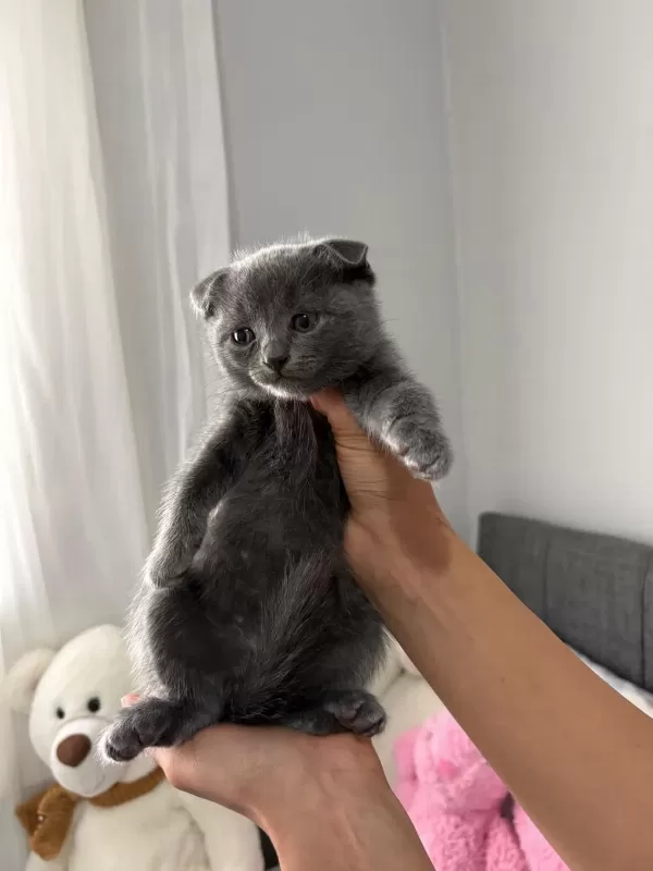 Scottish Fold Yavrular