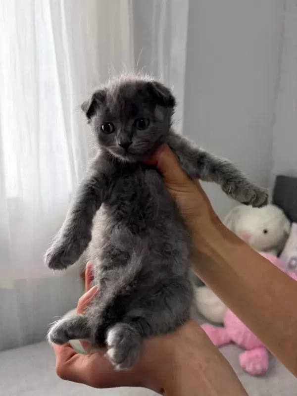 Scottish Fold Yavrular