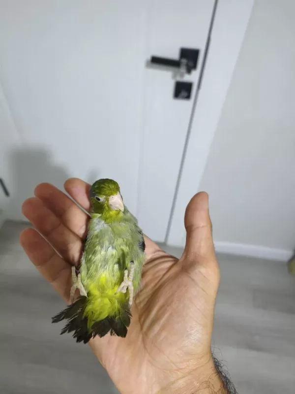 Yavru Forpus Papağanı