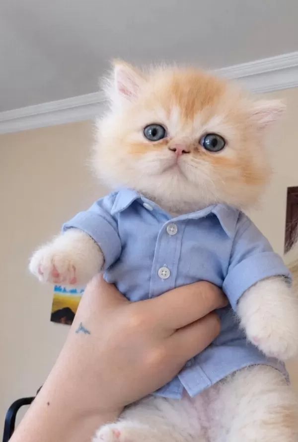 Sağlıklı Erkek İran Persian