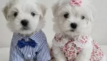 O Boy Maltese Miniklerim