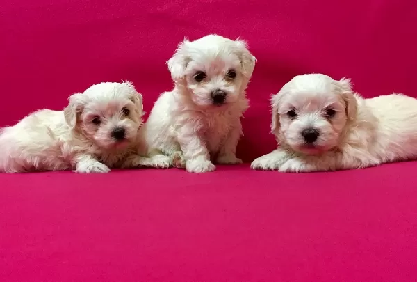 Pamuk Gibi Maltese Terrier Yavrularımız