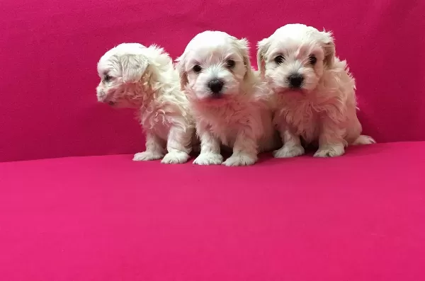 Pamuk Gibi Maltese Terrier Yavrularımız