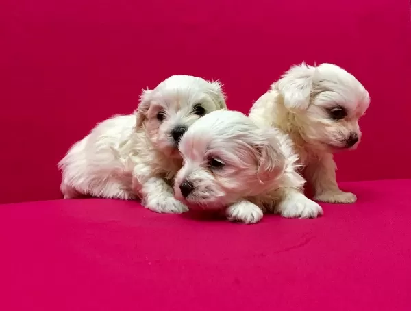 Pamuk Gibi Maltese Terrier Yavrularımız