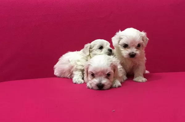 Pamuk Gibi Maltese Terrier Yavrularımız