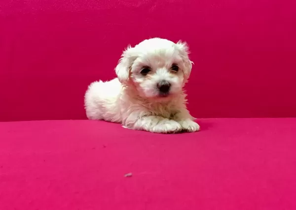 Pamuk Gibi Maltese Terrier Yavrularımız