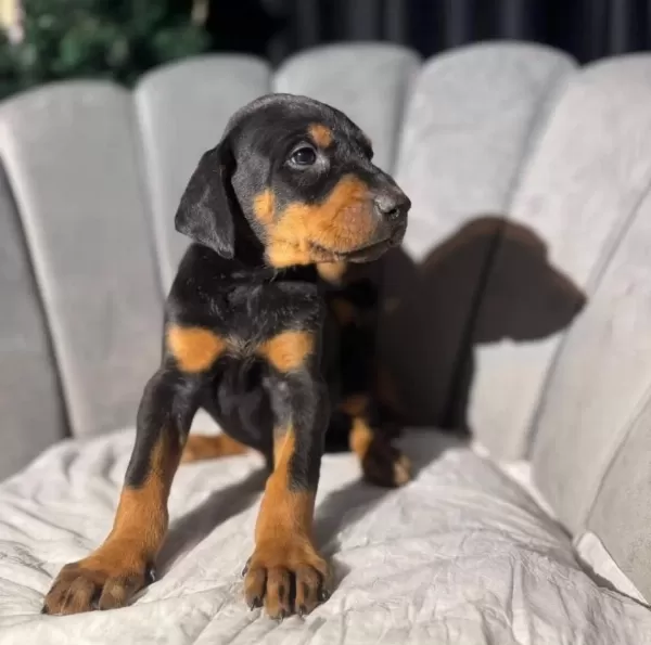 Eğitmenden Orijinal Doberman King Yavrular
