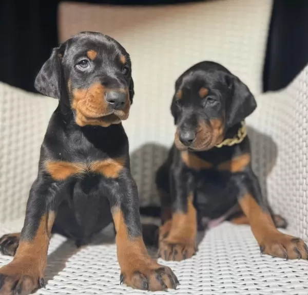 Eğitmenden Orijinal Doberman King Yavrular
