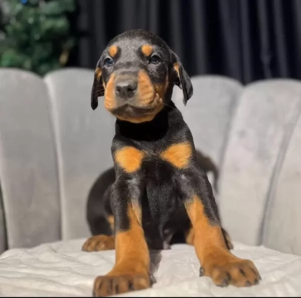 Eğitmenden Orijinal Doberman King Yavrular