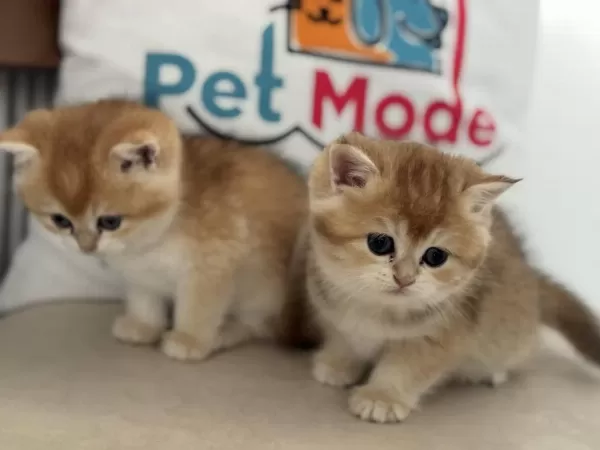 Ankaranın En Elit Golden British Shorthair Yavruları
