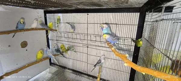 Harika Dişi Muhabbet Kuşu