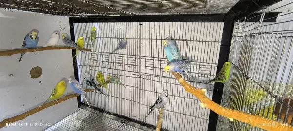 Harika Dişi Muhabbet Kuşu