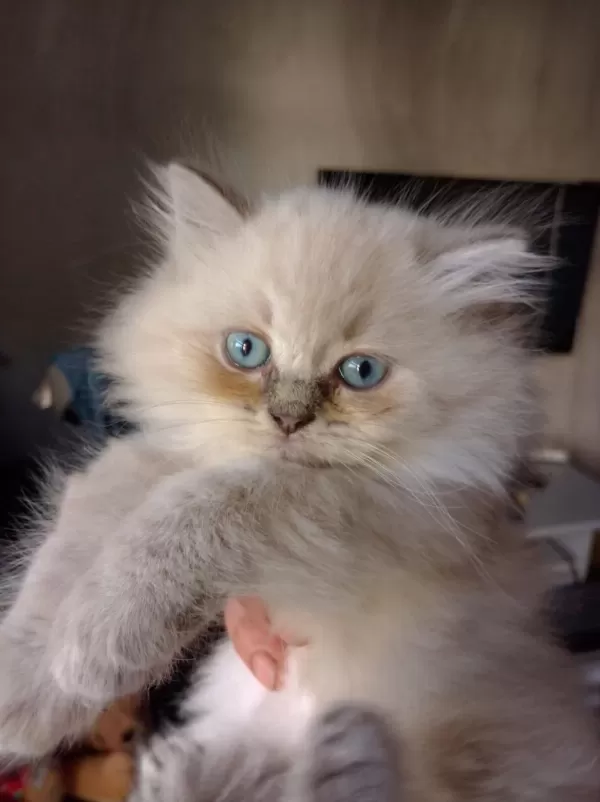 British Blue Point Longhair Yavrular