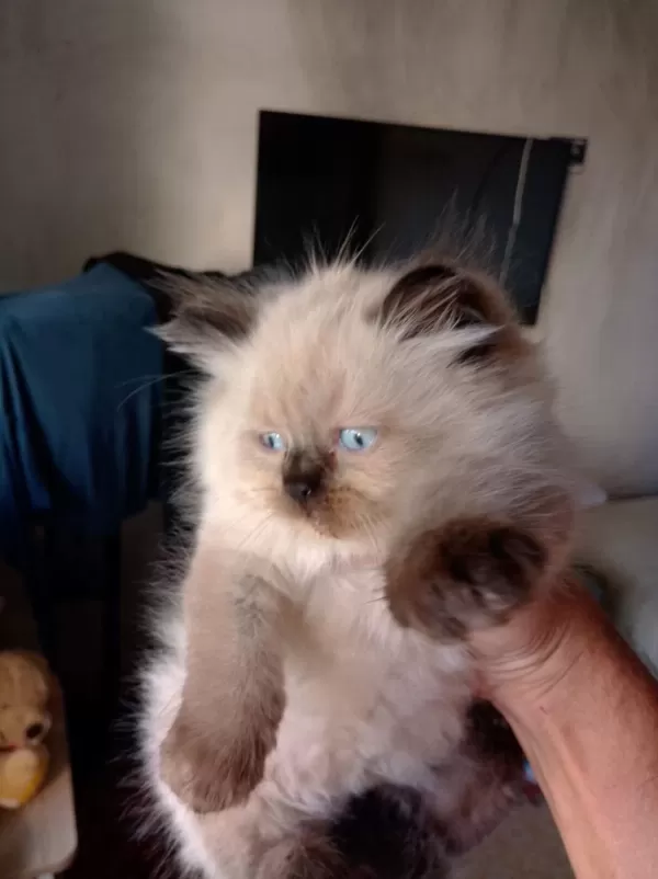 British Blue Point Longhair Yavrular