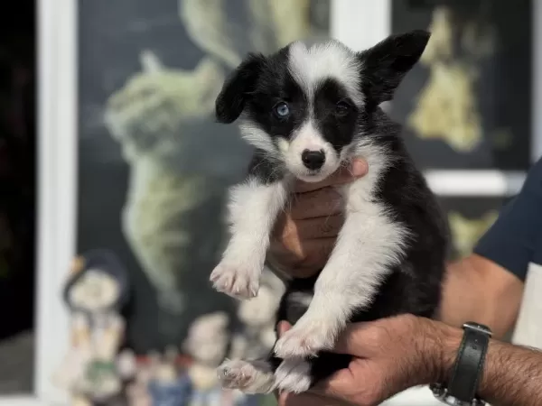 Zeka Küpü Border Collie Yavrularımız