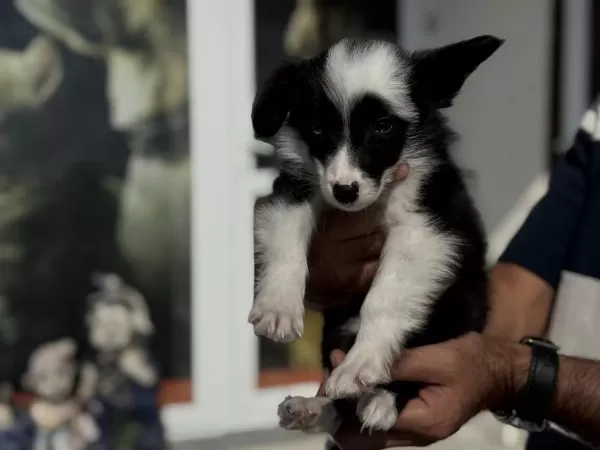 Zeka Küpü Border Collie Yavrularımız