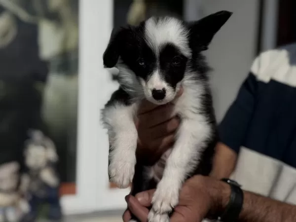 Zeka Küpü Border Collie Yavrularımız