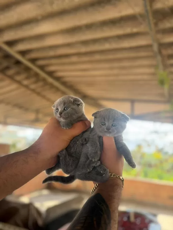 Yavru Scottish Fold Kediler