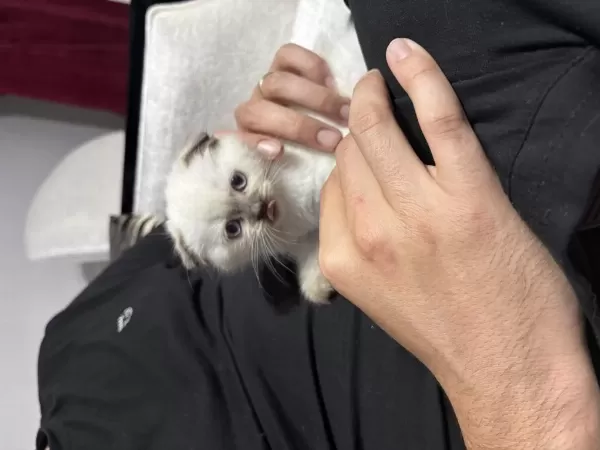 Prenses Scottish Fold Aşıları Var