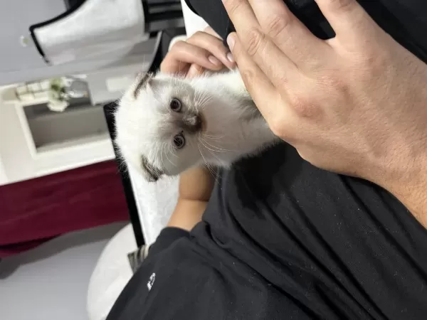 Prenses Scottish Fold Aşıları Var