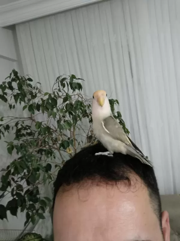 Evcil Sevda Papağanları