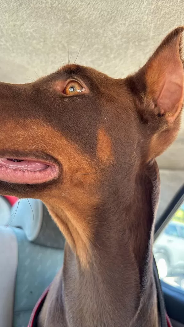 7 Aylık Dişi Doberman Ücretsiz Sahiplendirilecek
