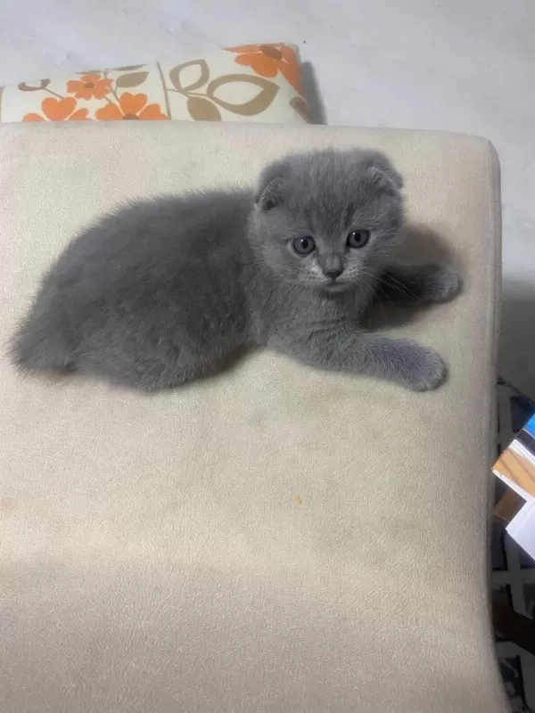Scottish Fold Yavrular