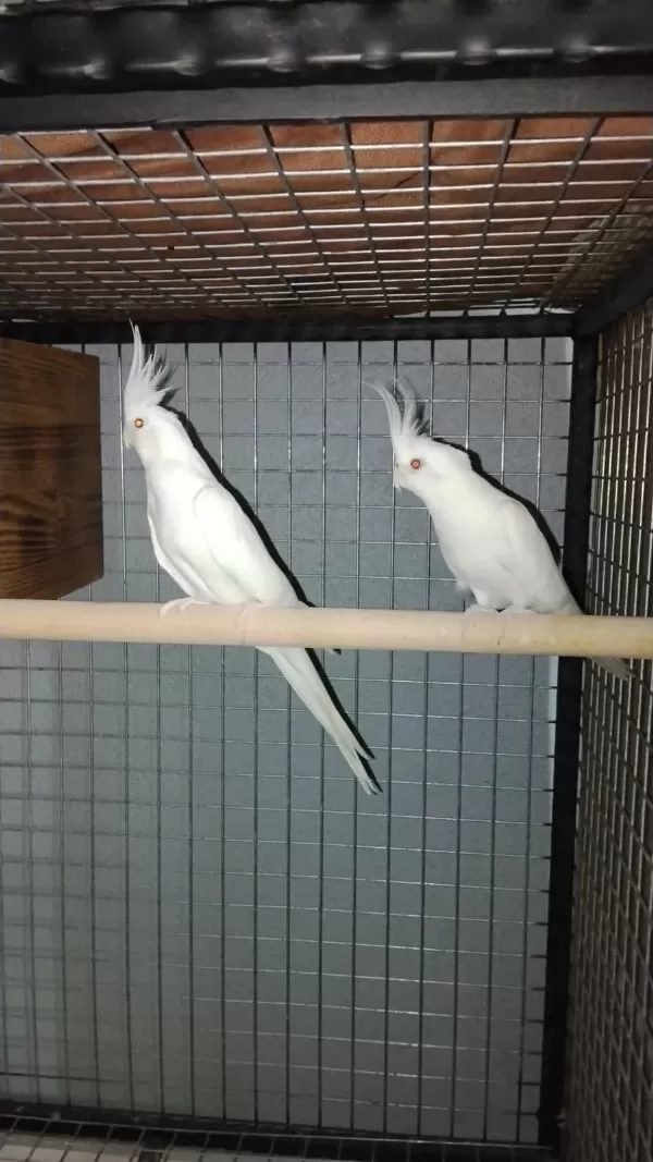 Albino Kırmızı Göz Sultan Papağanı