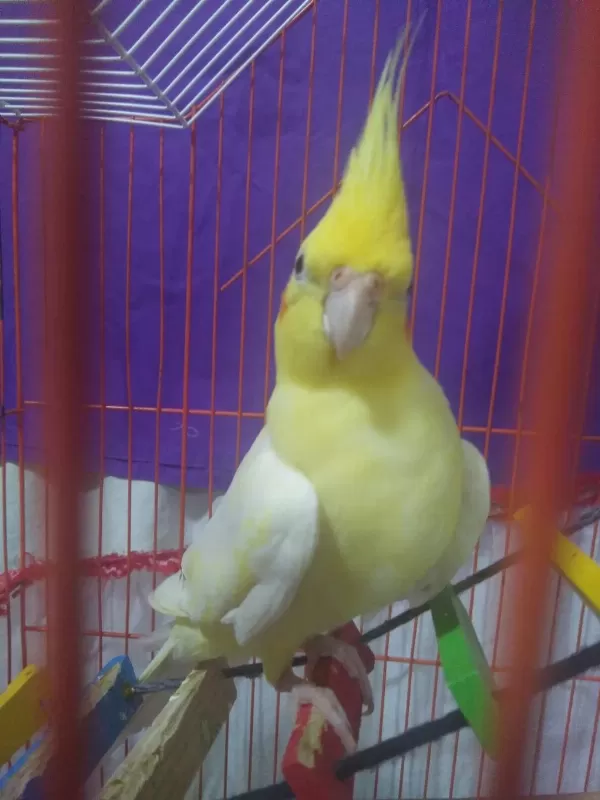 Yetişkin Erkek Lutino 2 Yaşinda Sultan Evcil Değil