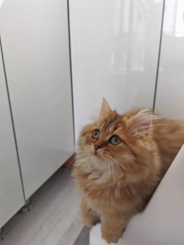 Çok Sevecen Golden Black British Longhair 4 Aylık Yavru