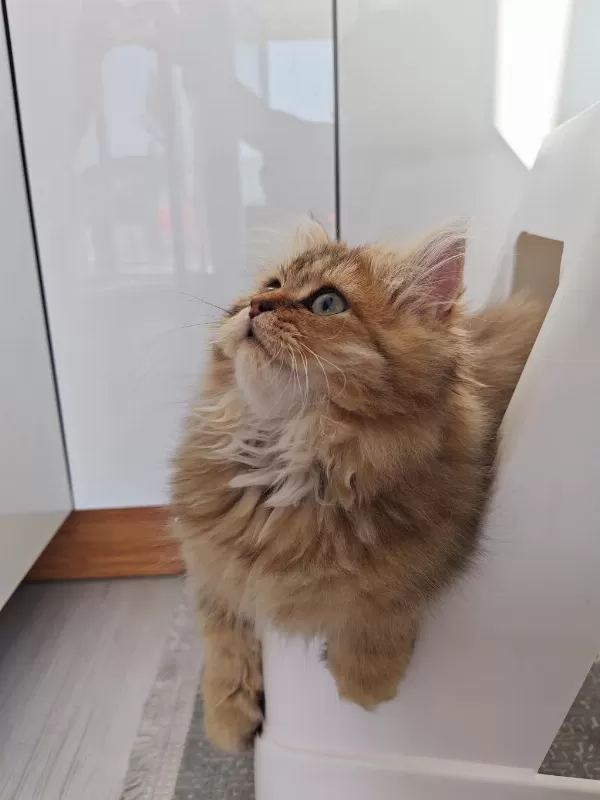Çok Sevecen Golden Black British Longhair 4 Aylık Yavru