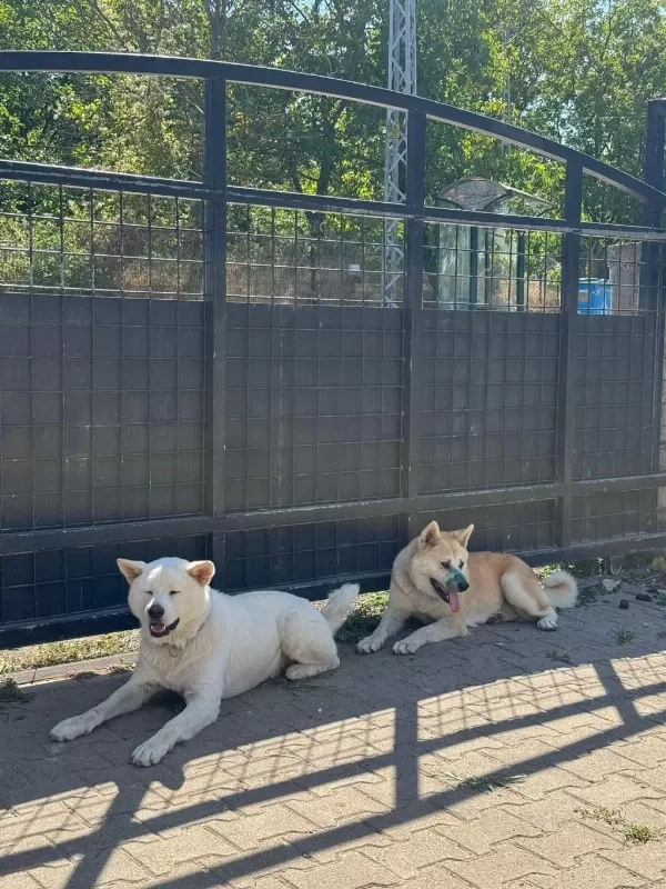 Safkan Akita İnu Yavrularimiz