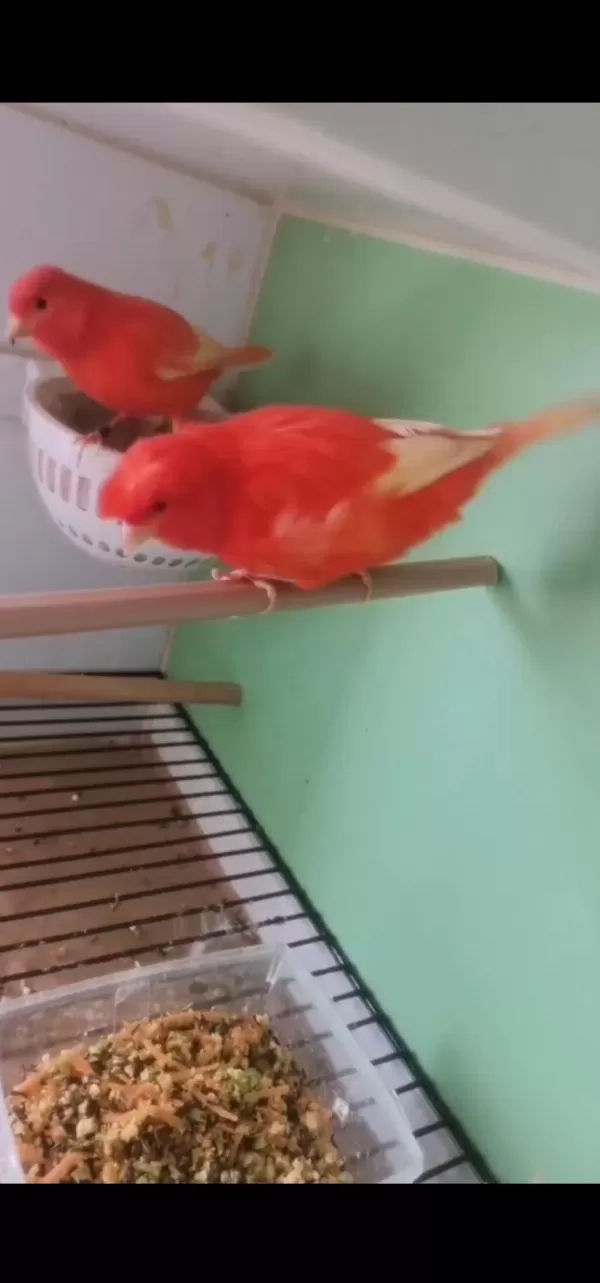 Bir Takım Kırmızı Kuşumuz