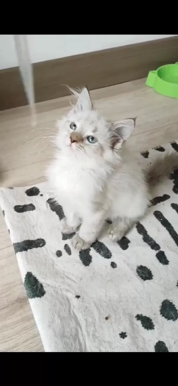 British Longhair 2 Aylık