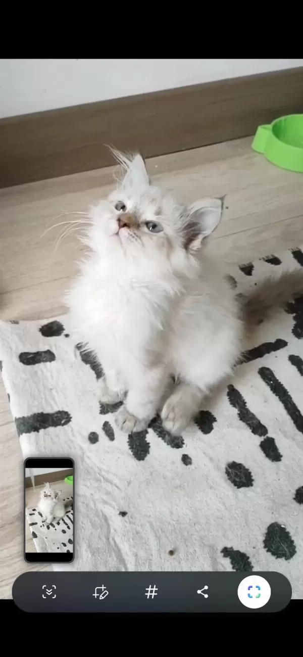 British Longhair 2 Aylık