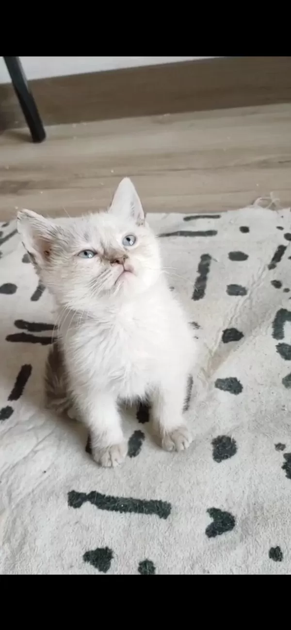 British Longhair 2 Aylık