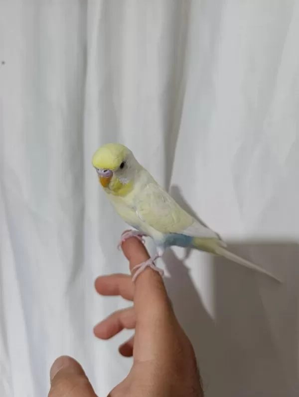 Evcil Muhabbet Kuşu Erkek