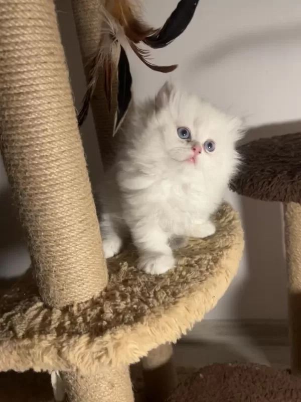 British Longhair Dişi Ay1233 Mükemmel Tip