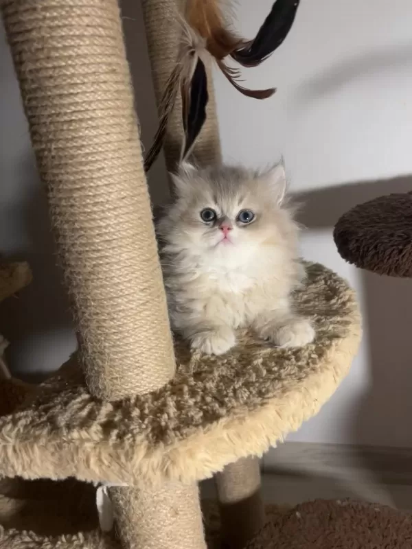 British Longhair Blue Golden Ay12 Dişi