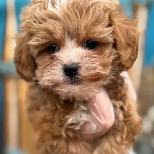 Orijinal Kore Maltipoo Bebekler Kg Garantili