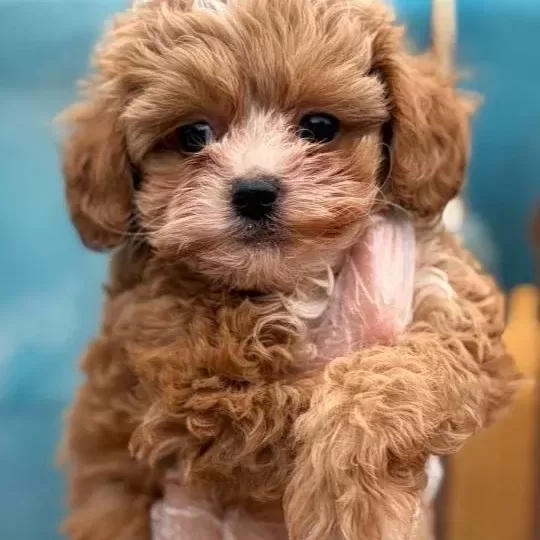 Orijinal Kore Maltipoo Bebekler Kg Garantili