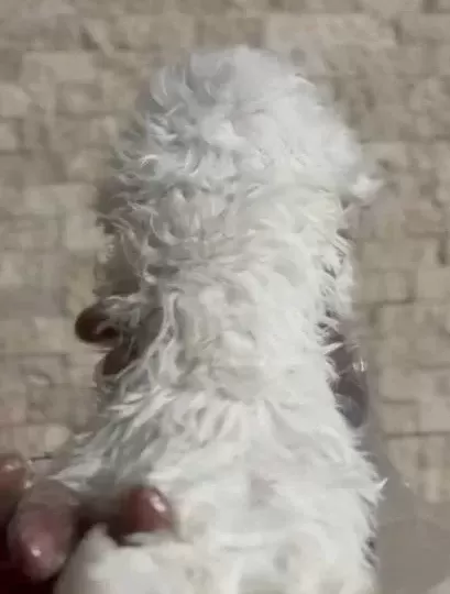 Orijinal Kore Aşılı Maltese Yavruları