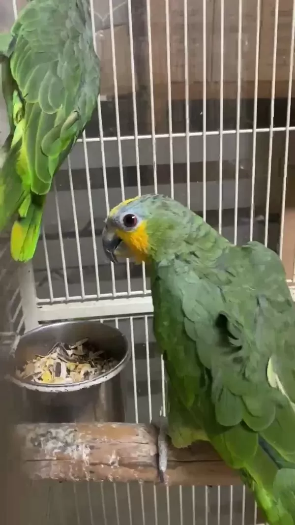 Amazon Papagani Maskot