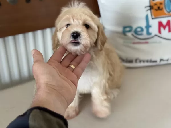 Yasal Ruhsatlı Çiftlikde Ziyarete Açık Maltipoo Yavrular