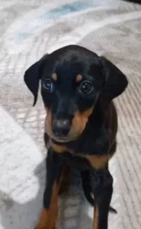 2 Aylık Doberman