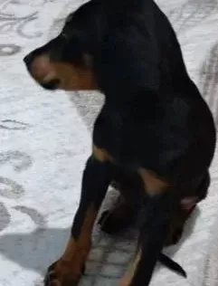 2 Aylık Doberman