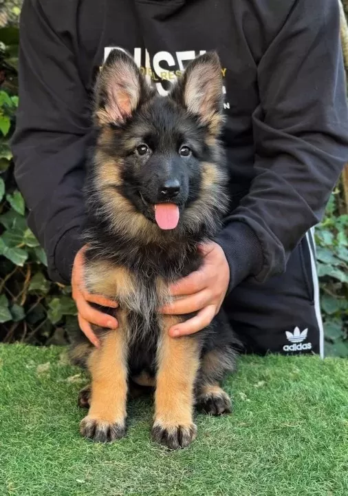 Dünya Çapında Derece Almış Alman Çoban Köpeği Yavruları