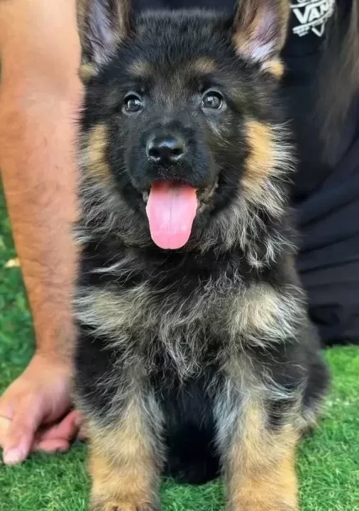 Dünya Çapında Derece Almış Alman Çoban Köpeği Yavruları