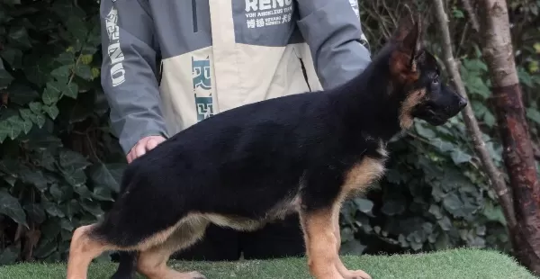 Dünya Çapında Derece Almış Alman Çoban Köpeği Yavruları
