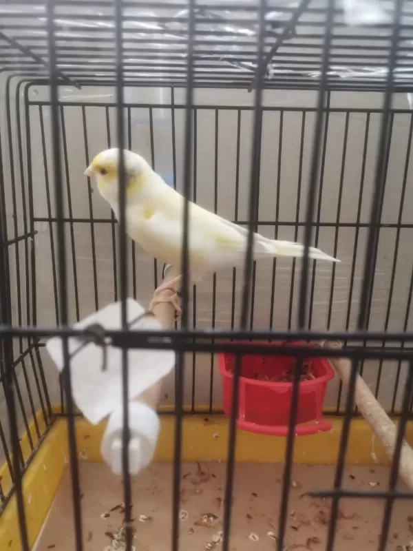 Hazir Bangir Bangir Oter Durumda Sari Mozaik Kanarya